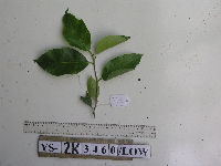 Lithocarpus celebicus image