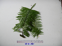 Sphaeropteris glauca image