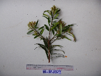 Podocarpus neriifolius image