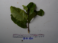 Prunus dolichobotrys image