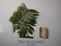 Sphaeropteris glauca image