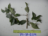 Lithocarpus celebicus image