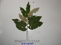 Image of Lepisorus spicatus