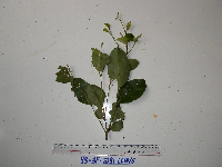 Lithocarpus celebicus image
