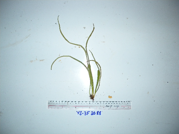 Lepisorus validinervis image