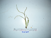 Image of Lepisorus validinervis