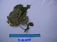 Macaranga strigosa image