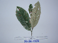 Image Associated With the Occurence