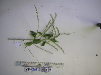 Gouania microcarpa image