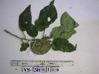 thumbnail image of current specimen