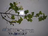 Thumbnail image of current specimen