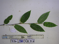 Persicaria chinensis image