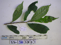 Cyrtandra erectiloba image