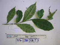 Kibara coriacea image