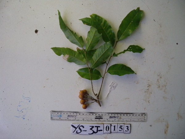 Mischocarpus grandissimus image