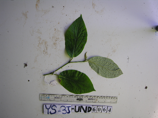 Piper celtidiforme image