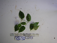 Gouania microcarpa image