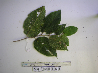 Image Associated With the Occurence
