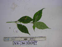 Image Associated With the Occurrence