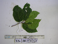 Prunus gazelle-peninsulae image