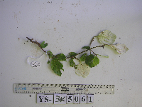 thumbnail image of current specimen