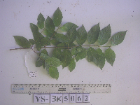 thumbnail image of current specimen