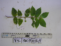 thumbnail image of current specimen