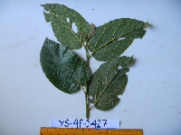 Image Associated With the Occurence