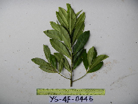 Myrsine involucrata image