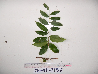 Dimorphanthera denticulifera image