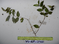 Thumbnail image of current specimen