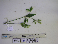 Thumbnail image of current specimen