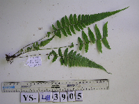 Diplazium esculentum image