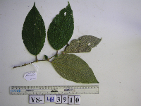 Image Associated With the Occurence