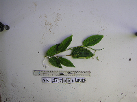 Persicaria chinensis image