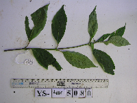 Thumbnail image of current specimen