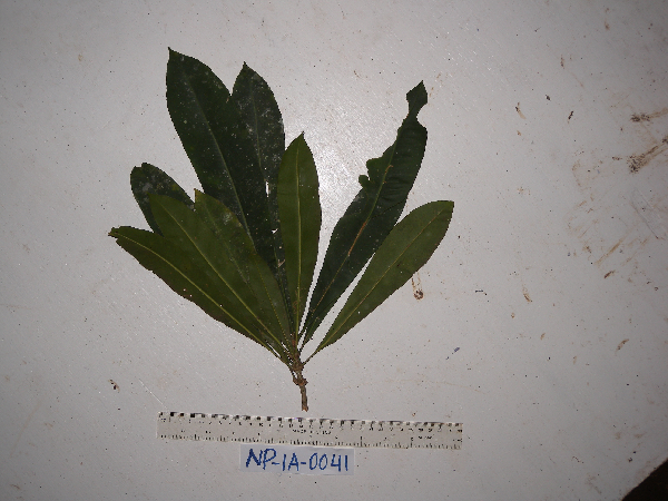 Schuurmansia elegans image