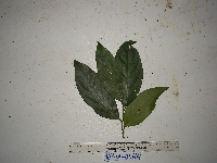 Gomphandra montana image