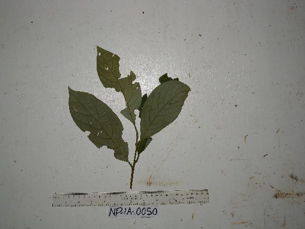 Litsea elliptica image