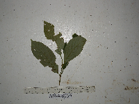 Image Associated With the Occurrence