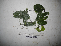 Mucuna bennettii image