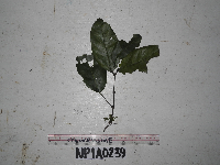 Image Associated With the Occurrence