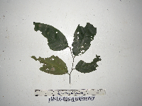 Gomphandra montana image