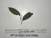 Cryptocarya laevigata image