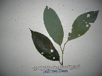 Litsea ledermannii image
