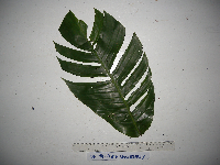 Rhaphidophora korthalsii image