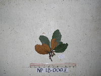 Palaquium supfianum image