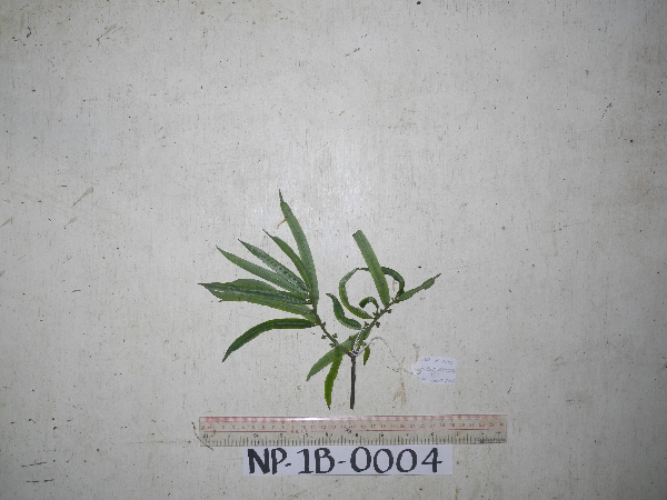 Sundacarpus amarus image