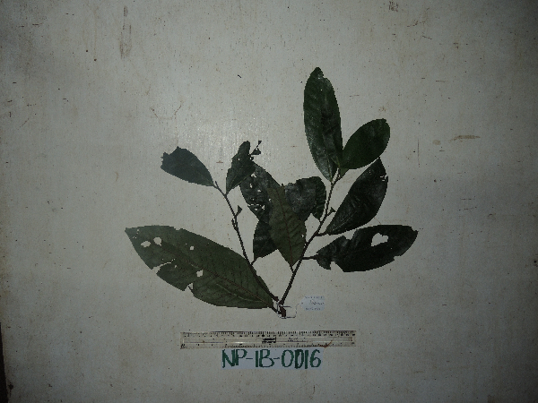 Horsfieldia spicata image