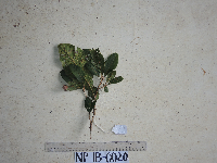 Image of Cryptocarya lanuginosa